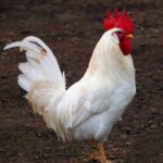 Witte Leghorn